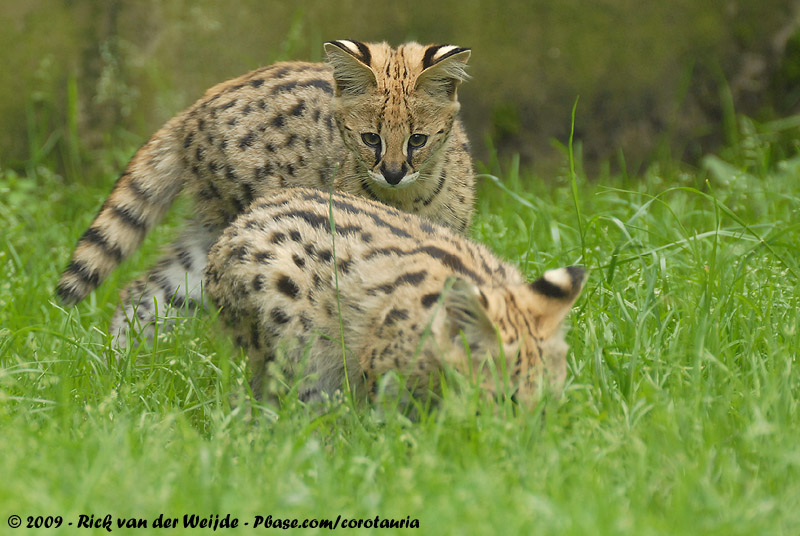 Serval<br><i>Leptailurus serval ssp.</i>