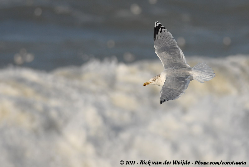 European Herring Gull<br><i>Larus argentatus ssp.</i>