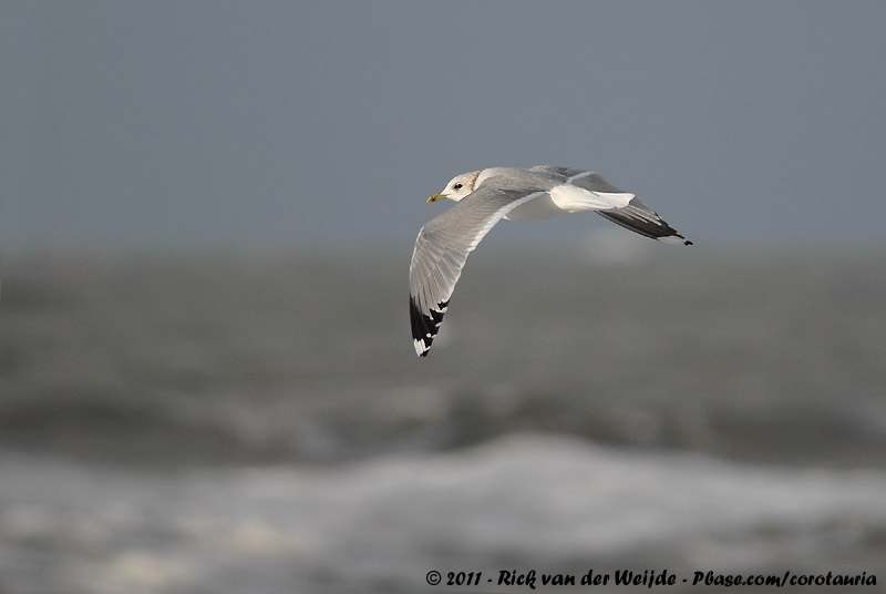Common Gull<br><i>Larus canus canus</i>