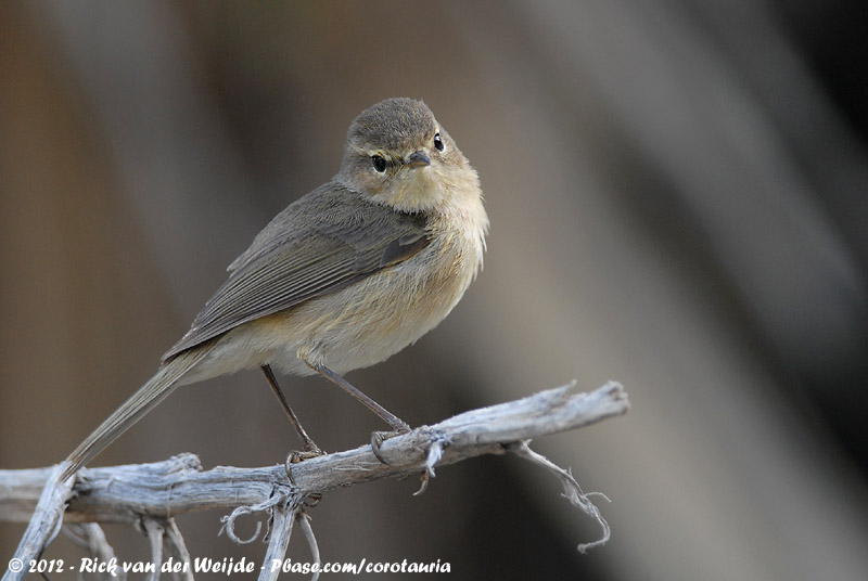 Canary Islands Chiffchaff<br><i>Phylloscopus canariensis canariensis</i>