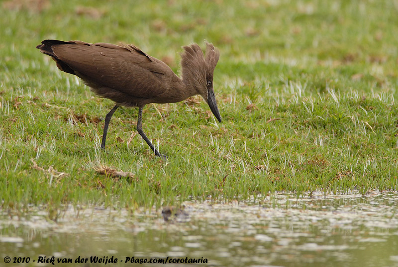 Hamerkop<br><i>Scopus umbretta umbretta</i>