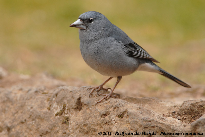 Tenerife Blue Chaffinch<br><i>Fringilla teydea</i>