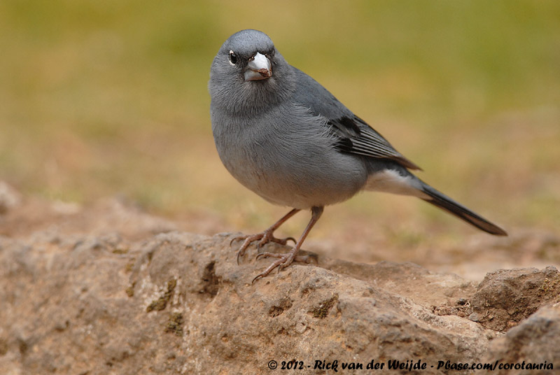 Tenerife Blue Chaffinch<br><i>Fringilla teydea</i>