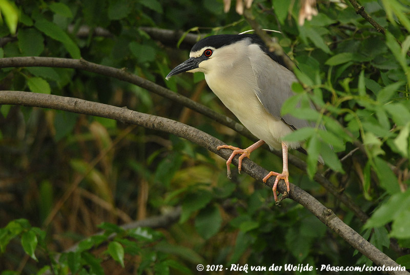 Black-Crowned Night-Heron<br><i>Nycticorax nycticorax nycticorax</i>