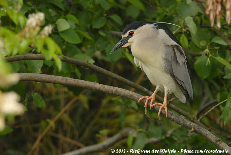 Black-Crowned Night-Heron<br><i>Nycticorax nycticorax nycticorax</i>