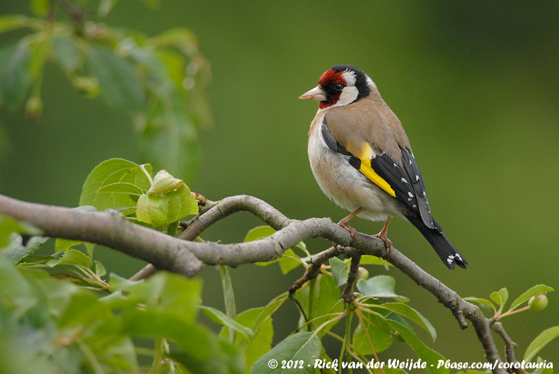 European Goldfinch<br><i>Carduelis carduelis carduelis</i>