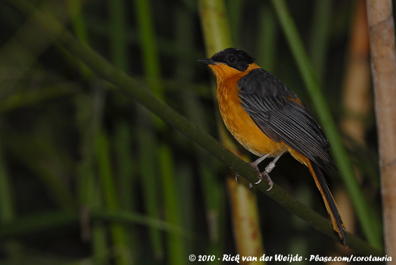 Snowy-Capped Robin-Chat<br><i>Cossypha niveicapilla ssp.</i>