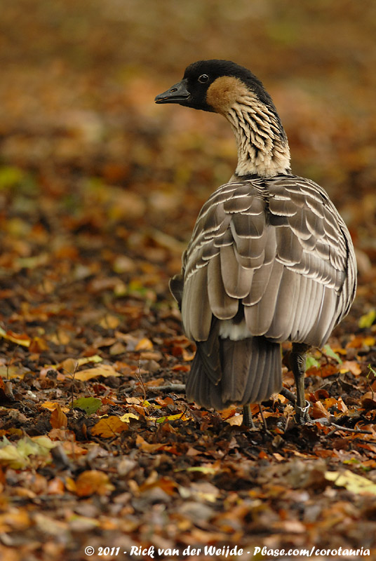 Nene<br><i>Branta sandvicensis</i>