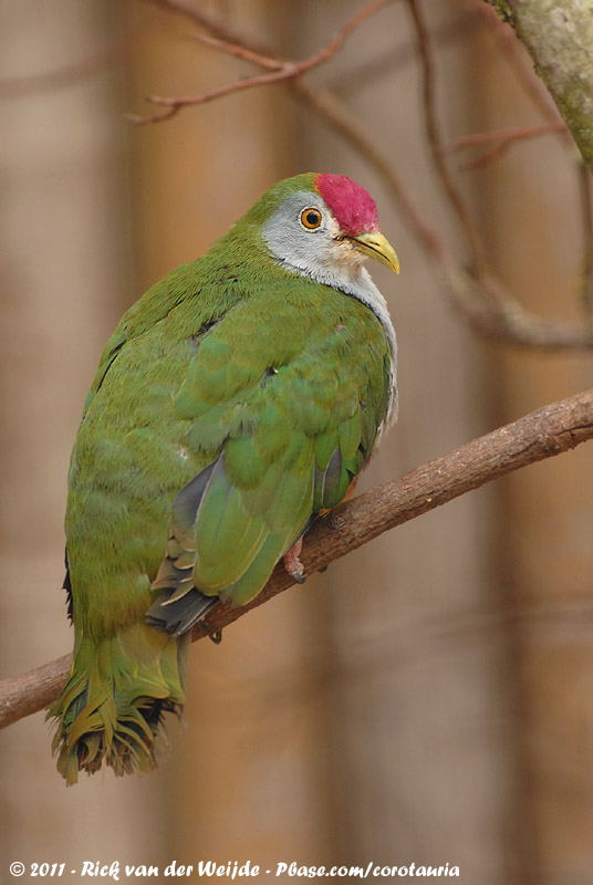 Beautiful Fruitdove<br><i>Ptilinopus pulchellus ssp.</i>