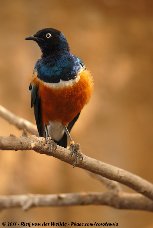 Superb Starling<br><i>Lamprotornis superbus</i>