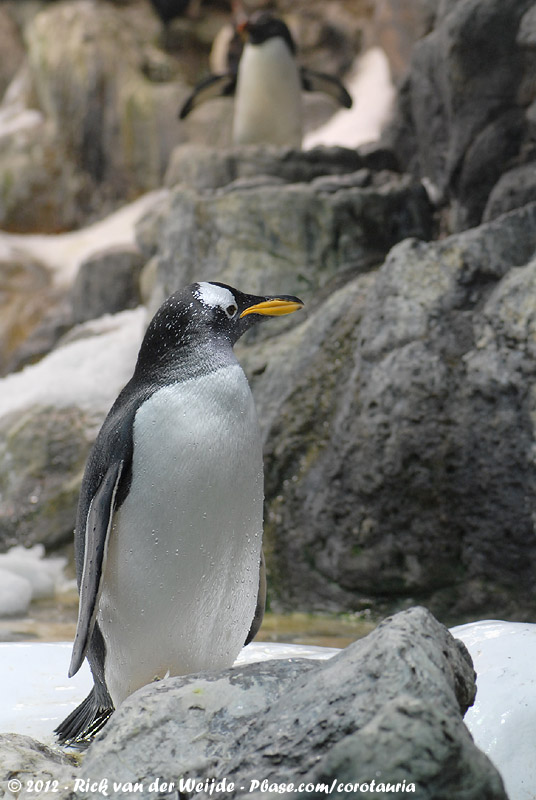 Gentoo Penguin<br><i>Pygoscelis papua papua</i>