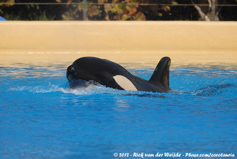 Killer Whale<br><i>Orcinus orca</i>