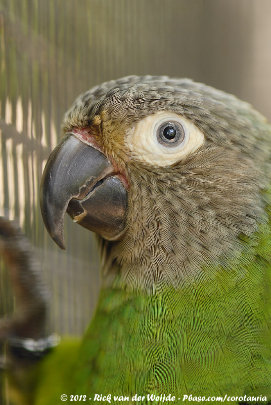 Dusky-Headed Conure<br><i>Aratinga weddellii</i>