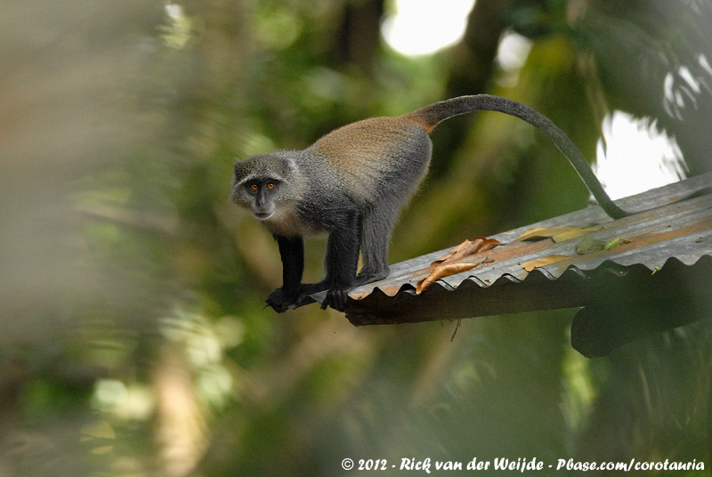 Zanzibar Sykes Monkey<br><i>Cercopithecus albogularis albogularis</i>