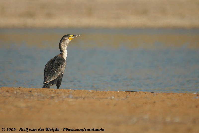 Moroccan Cormorant<br><i>Phalacrocorax carbo maroccanus</i>