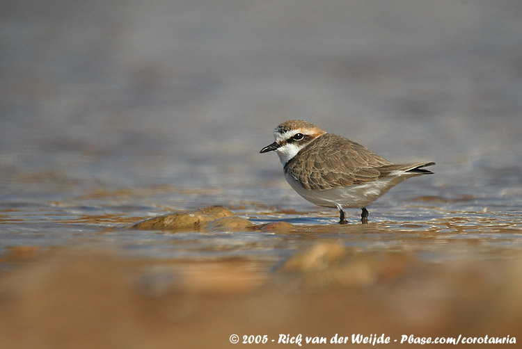Kentish Plover<br><i>Anarhynchus alexandrinus alexandrinus</i>