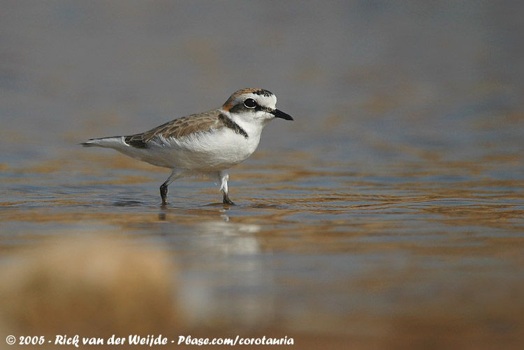 Kentish Plover<br><i>Anarhynchus alexandrinus alexandrinus</i>