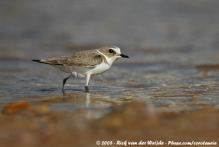 Kentish Plover<br><i>Anarhynchus alexandrinus alexandrinus</i>