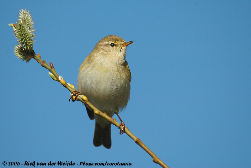 Willow Warbler<br><i>Phylloscopus trochilus trochilus</i>