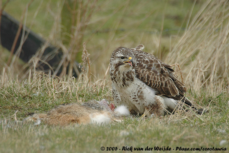 Common Buzzard<br><i>Buteo buteo buteo</i>