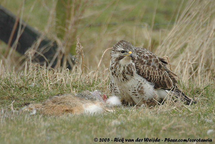 Common Buzzard<br><i>Buteo buteo buteo</i>