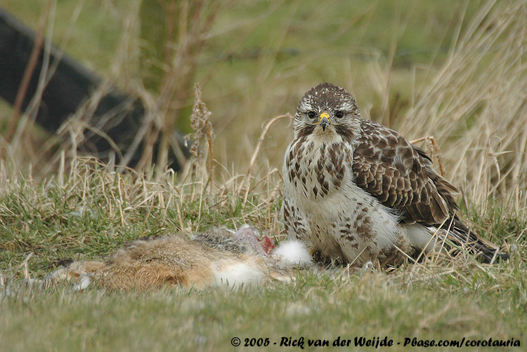 Common Buzzard<br><i>Buteo buteo buteo</i>