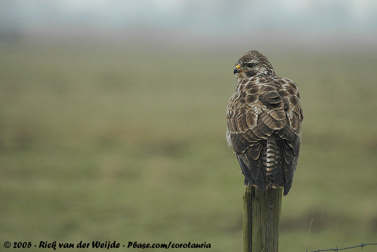 Common Buzzard<br><i>Buteo buteo buteo</i>