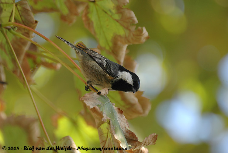 Coal Tit<br><i>Periparus ater ater</i>