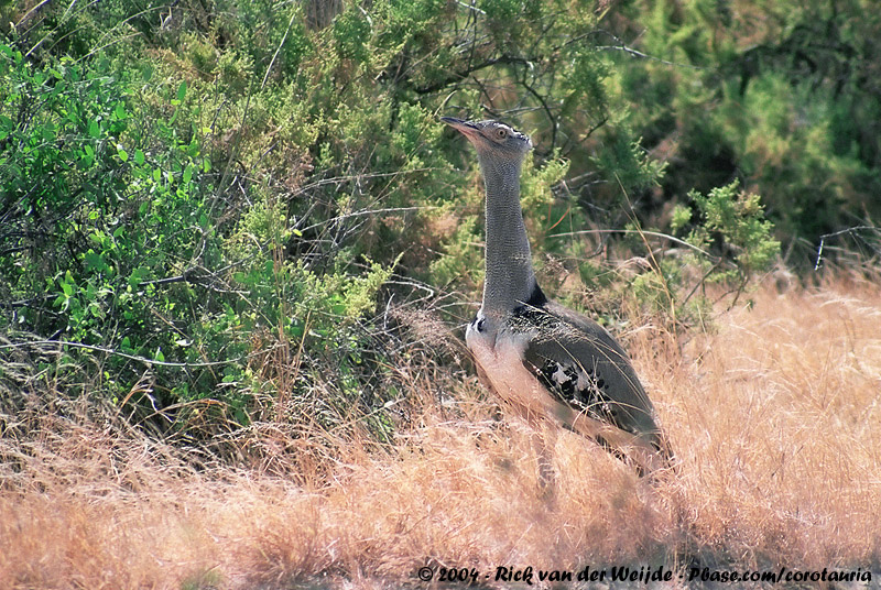 Kori Bustard<br><i>Ardeotis kori struthiunculus</i>