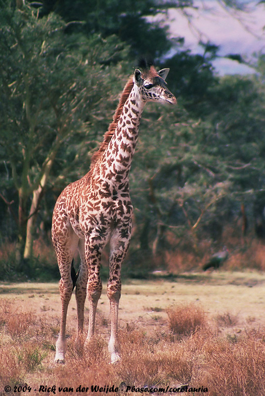 Masai Giraffe<br><i>Giraffa camelopardalis tippelskirchi</i>