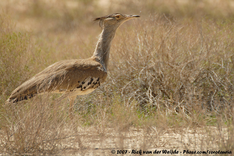 Kori Bustard<br><i>Ardeotis kori kori</i>