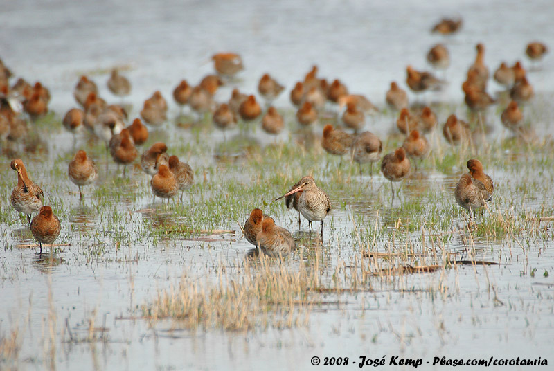 Black-Tailed Godwit<br><i>Limosa limosa limosa</i>