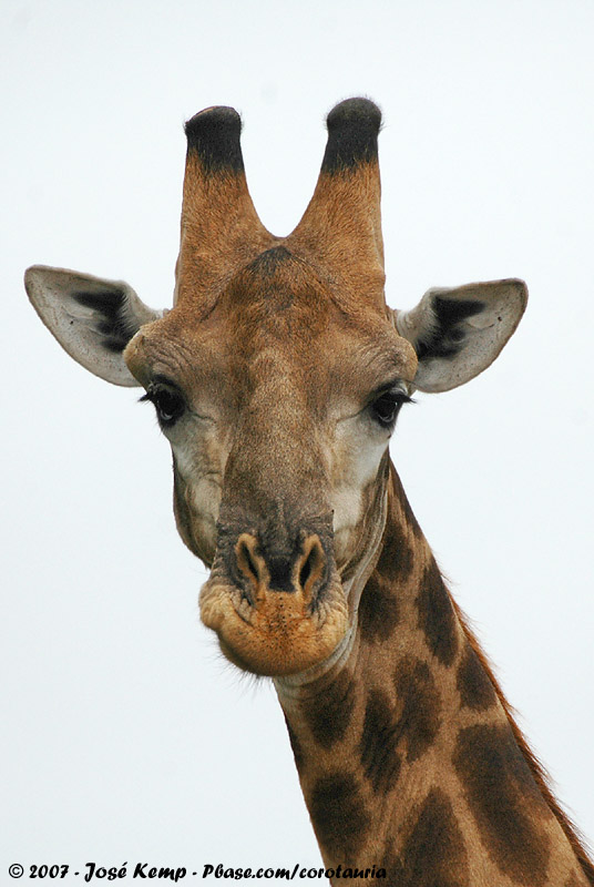 Southern Giraffe<br><i>Giraffa camelopardalis giraffa</i>