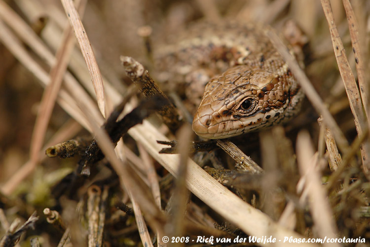 Levendbarende Hagedis / Viviparous (Common) Lizard