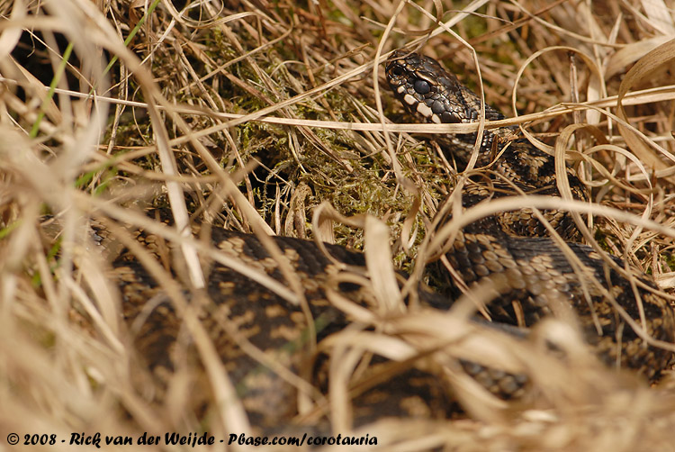 Adder / Common Viper
