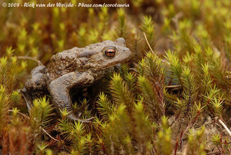 Common Toad<br><i>Bufo bufo</i>