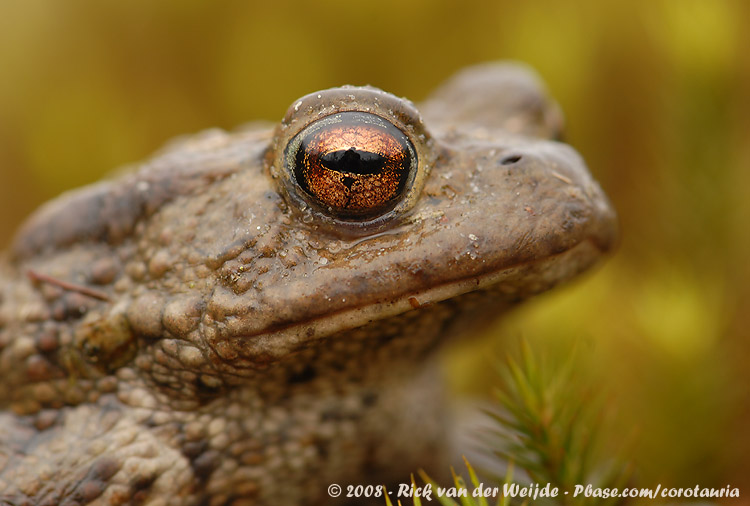 Common Toad<br><i>Bufo bufo</i>