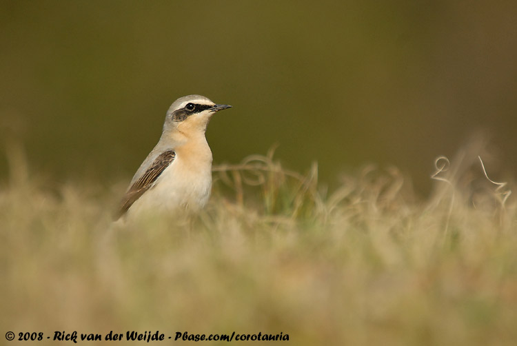 Northern Wheatear<br><i>Oenanthe oenanthe oenanthe</i>