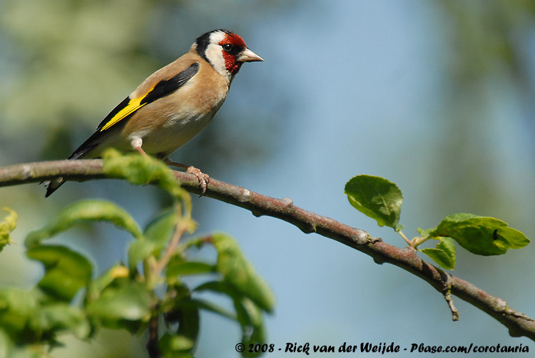 Putter / European Goldfinch