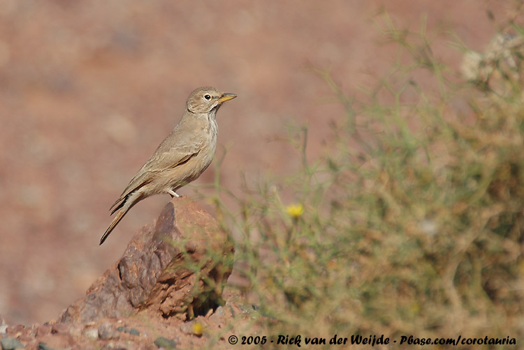 Woestijnleeuwerik / Desert Lark