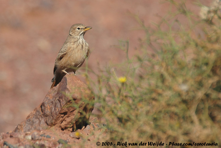 Woestijnleeuwerik / Desert Lark