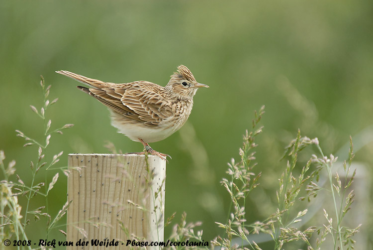 Veldleeuwerik / Eurasian Skylark