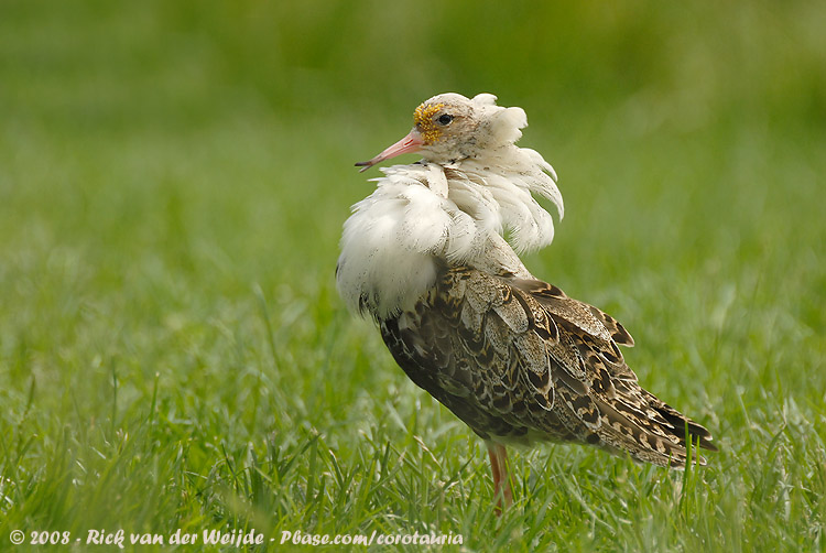 Kemphaan / Ruff
