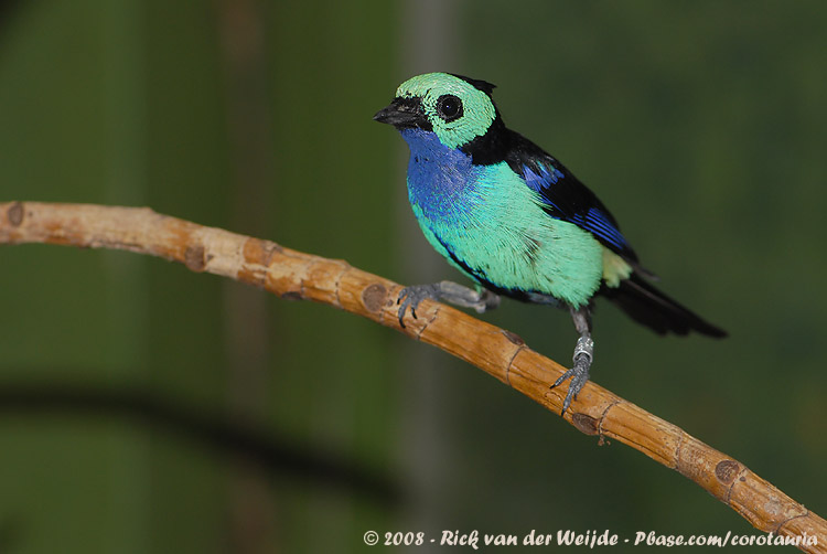 Paradijstangare / Paradise Tanager