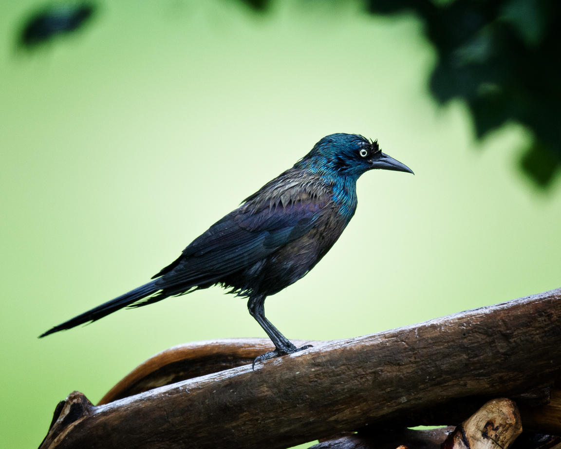 Wet Grackle