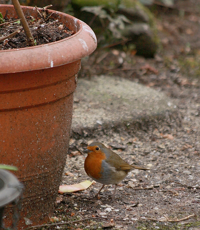 robin redbreast @ home
having survived the  very cold Winter