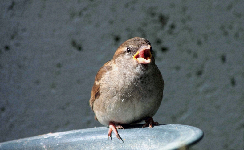 baby sparrow having lunch

outside kitchen window

 
