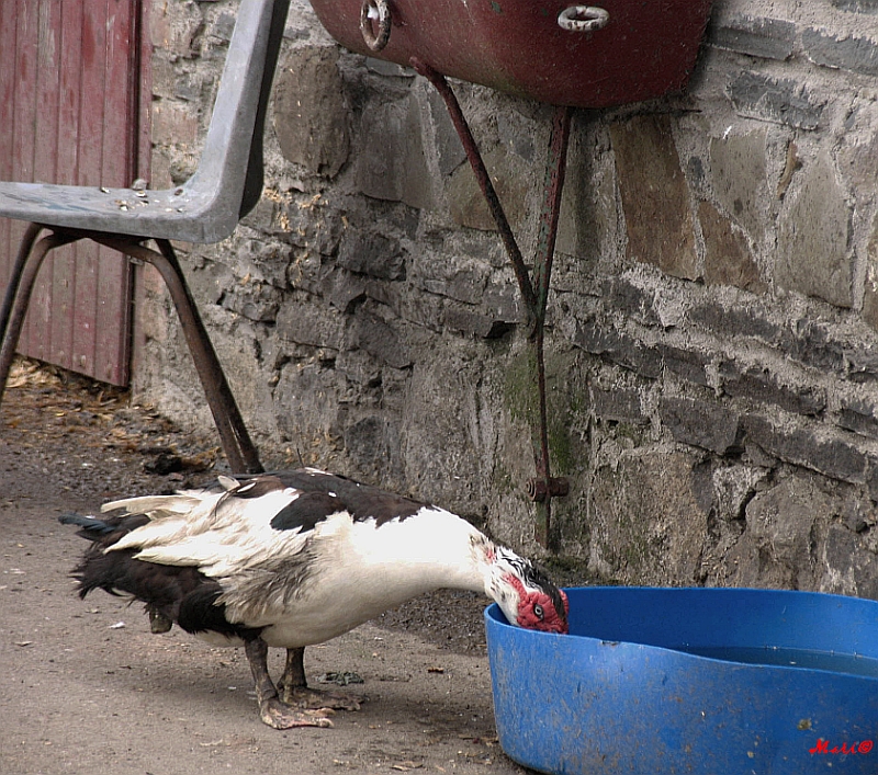  duck  tired  and   thirsty muscovy

 ) :