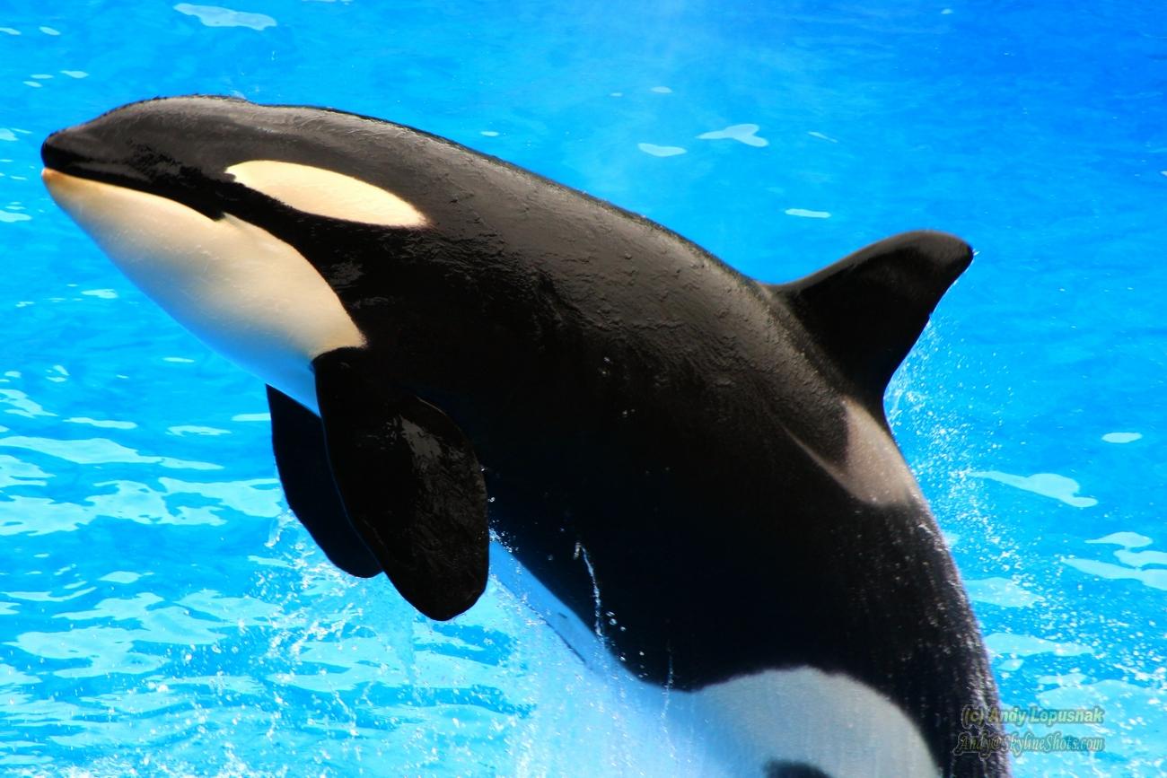 Shouka the killer whale