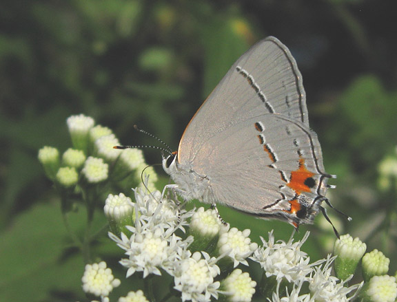 Gray Hairstreak from IA
